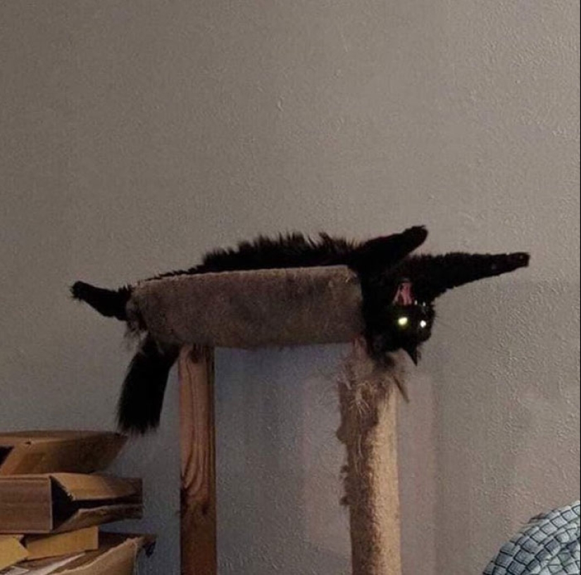 22 fotos hilarantes de gatos que se comportan bien, tan extraño 22 fotos hilarantes de gatos que se comportan bien, tan extraño