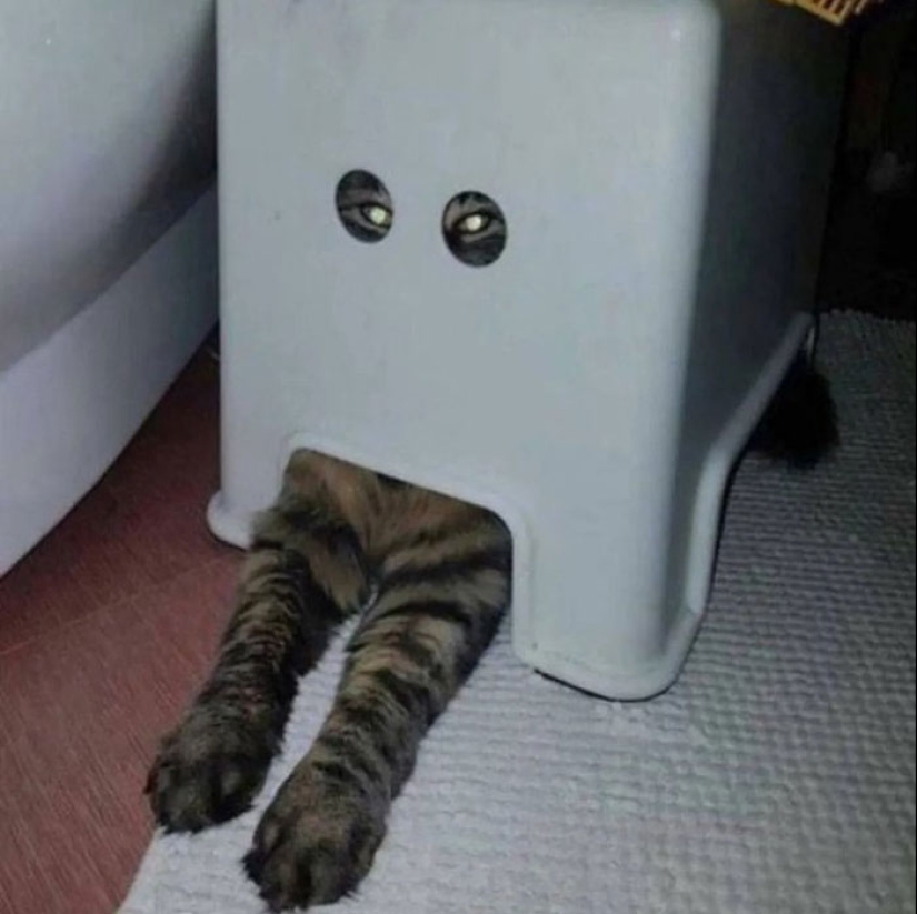 22 fotos hilarantes de gatos que se comportan bien, tan extraño 22 fotos hilarantes de gatos que se comportan bien, tan extraño