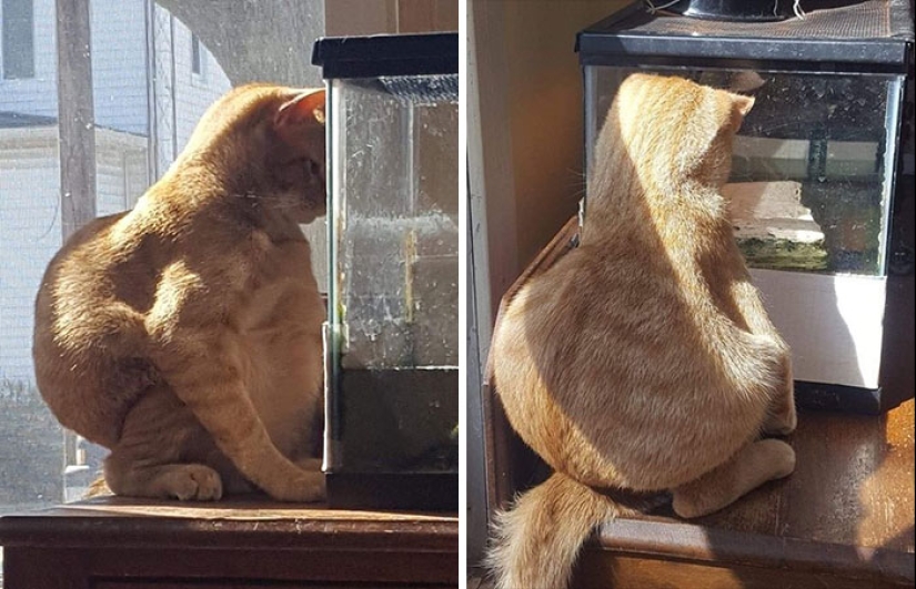 22 fotos hilarantes de gatos que se comportan bien, tan extraño 22 fotos hilarantes de gatos que se comportan bien, tan extraño