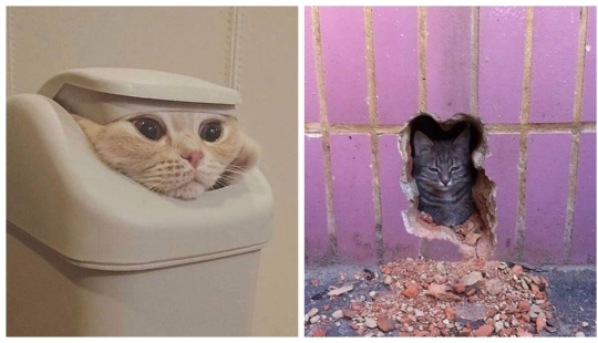 22 fotos hilarantes de gatos que se comportan bien, tan extraño