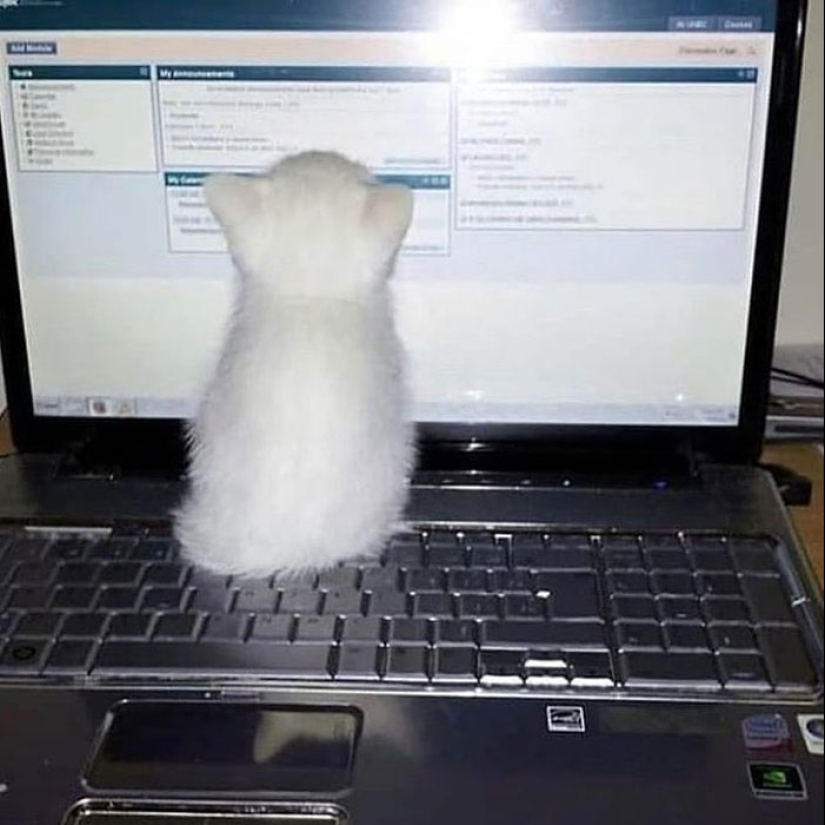 22 fotos hilarantes de gatos que se comportan bien, tan extraño 22 fotos hilarantes de gatos que se comportan bien, tan extraño