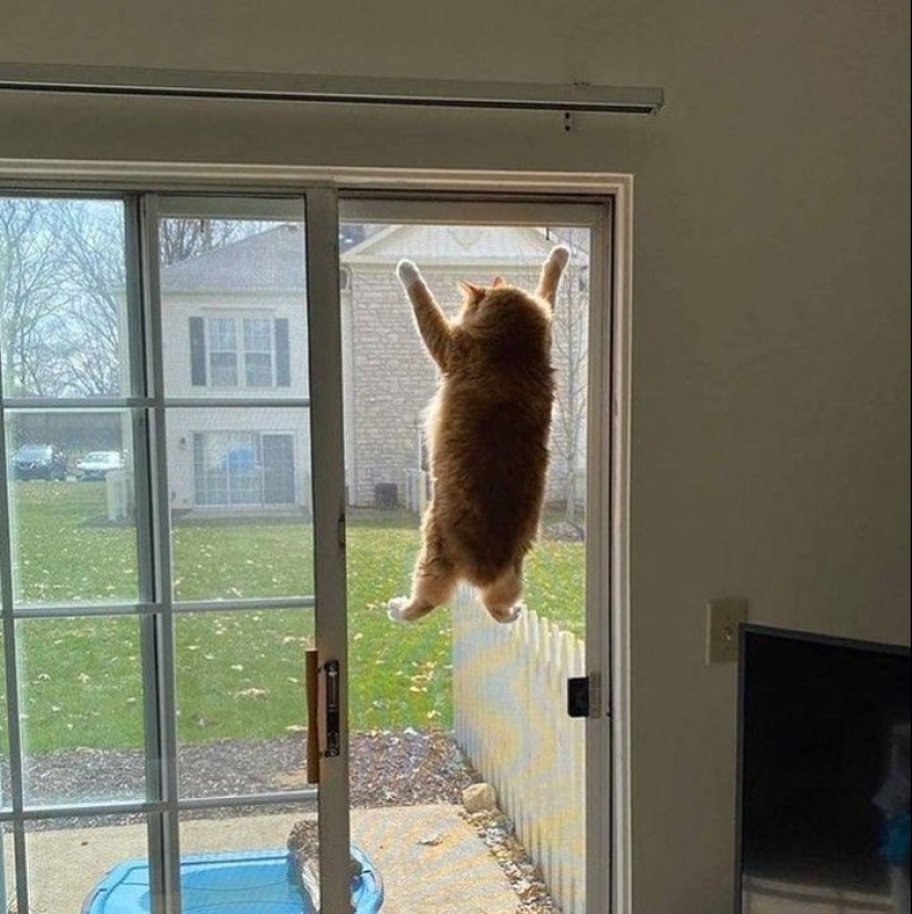 22 fotos hilarantes de gatos que se comportan bien, tan extraño 22 fotos hilarantes de gatos que se comportan bien, tan extraño