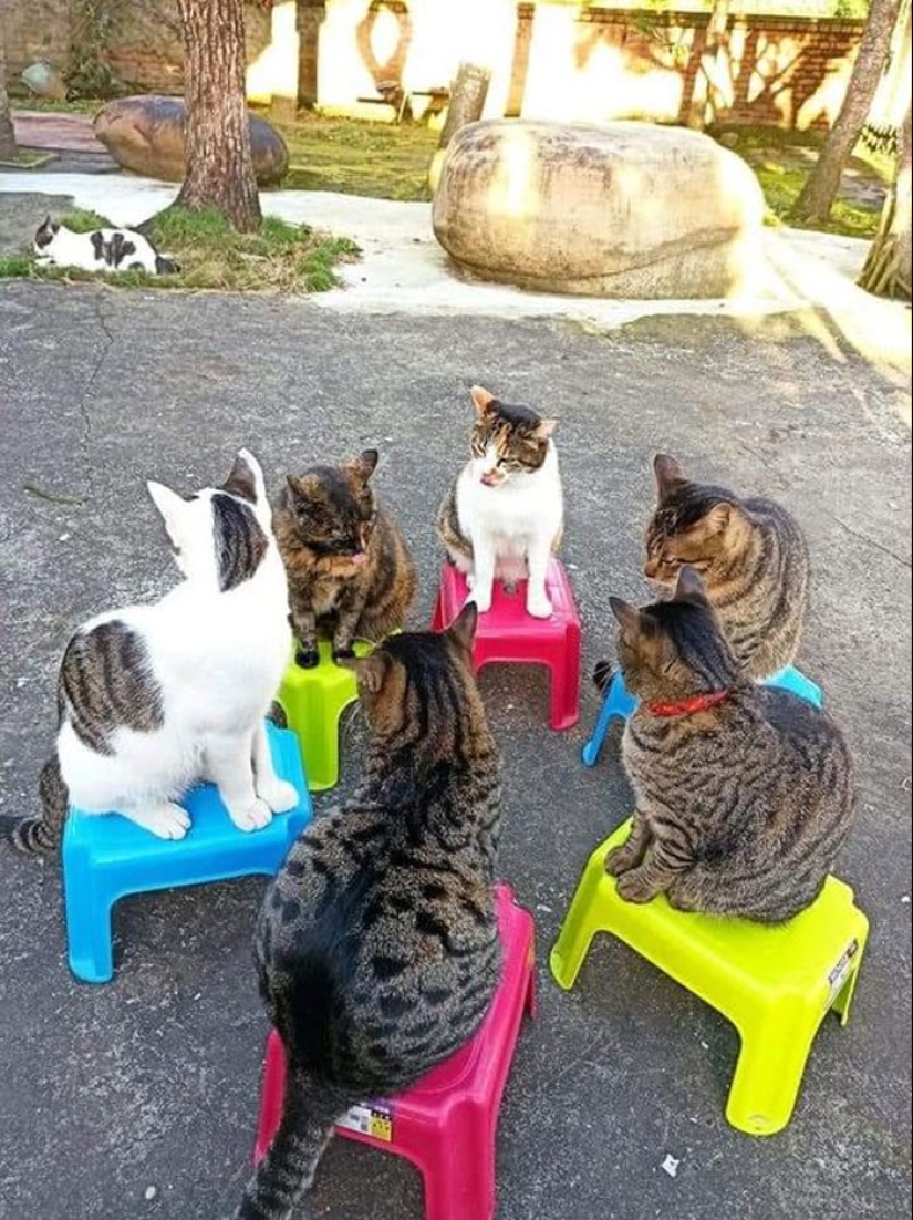 22 fotos hilarantes de gatos que se comportan bien, tan extraño 22 fotos hilarantes de gatos que se comportan bien, tan extraño