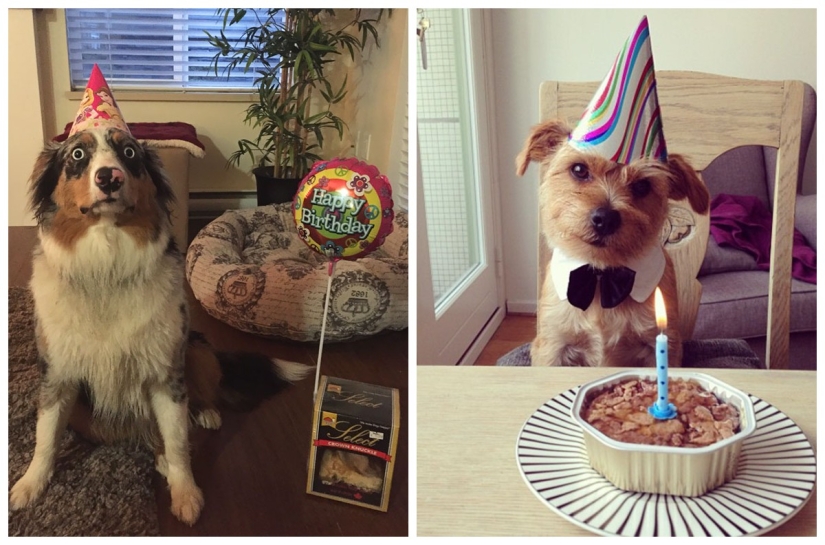 22 fotos lindas de perros en su cumpleaños que te divertirán 22 fotos lindas de perros en su cumpleaños que te divertirán