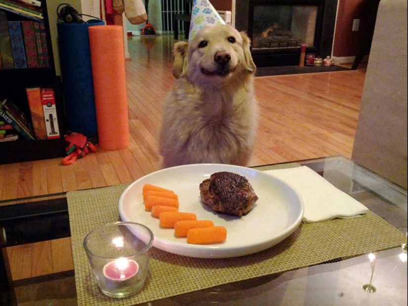 22 fotos lindas de perros en su cumpleaños que te divertirán 22 fotos lindas de perros en su cumpleaños que te divertirán