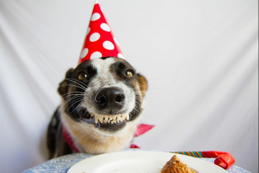 22 fotos lindas de perros en su cumpleaños que te divertirán 22 fotos lindas de perros en su cumpleaños que te divertirán