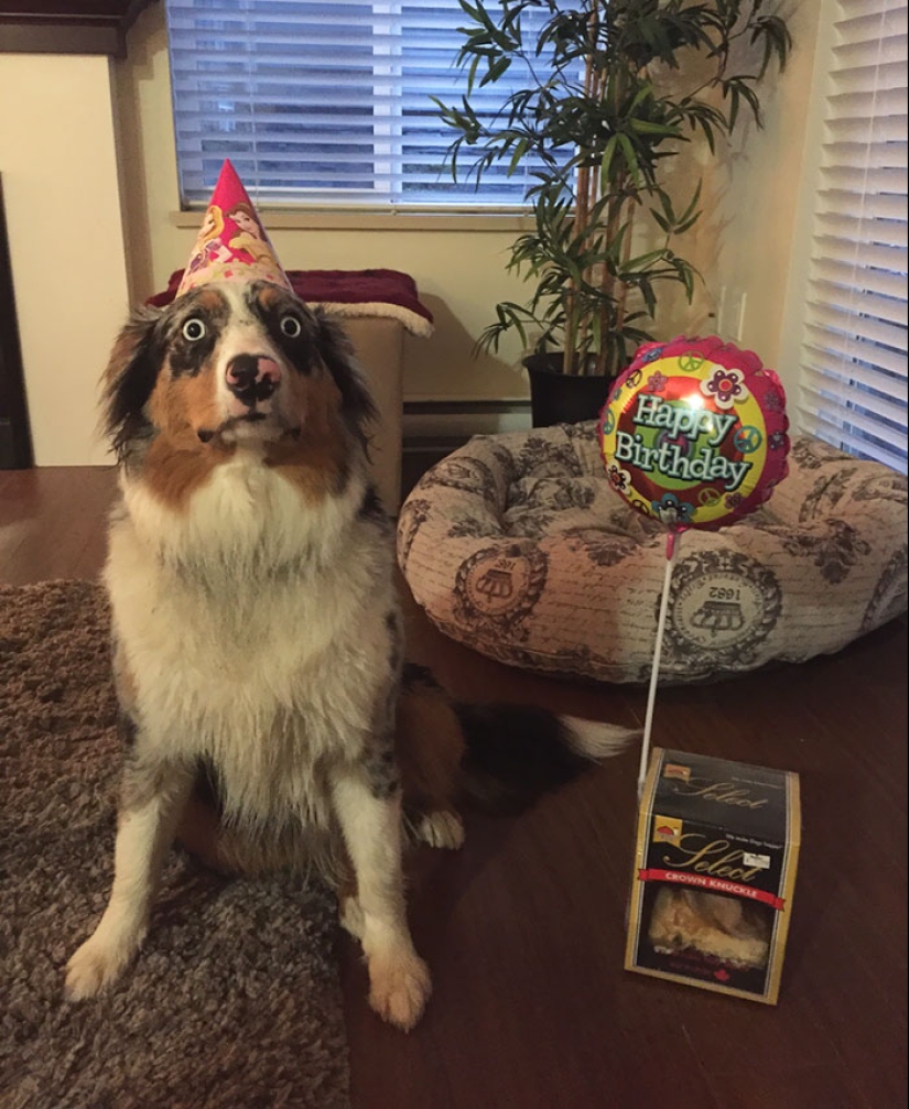 22 fotos lindas de perros en su cumpleaños que te divertirán 22 fotos lindas de perros en su cumpleaños que te divertirán