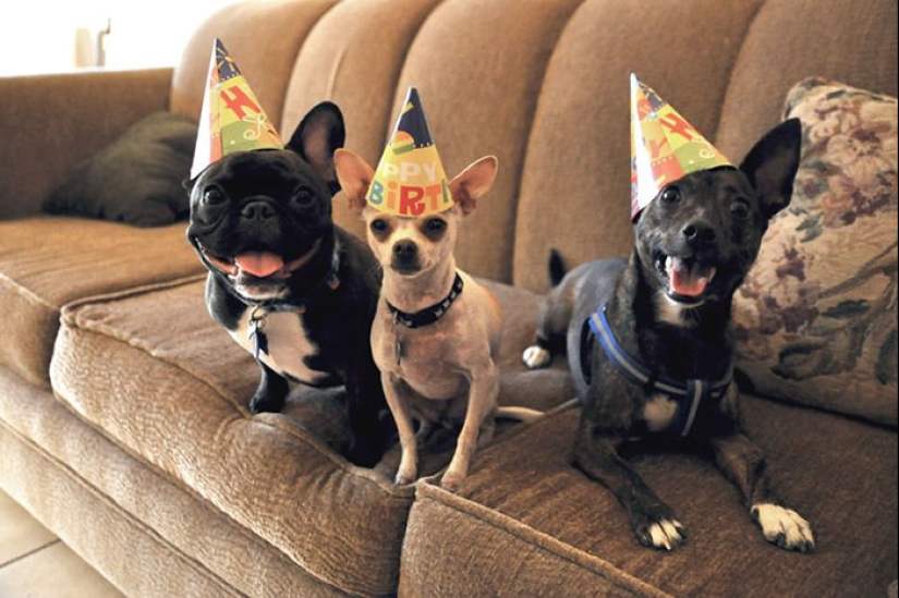 22 fotos lindas de perros en su cumpleaños que te divertirán 22 fotos lindas de perros en su cumpleaños que te divertirán