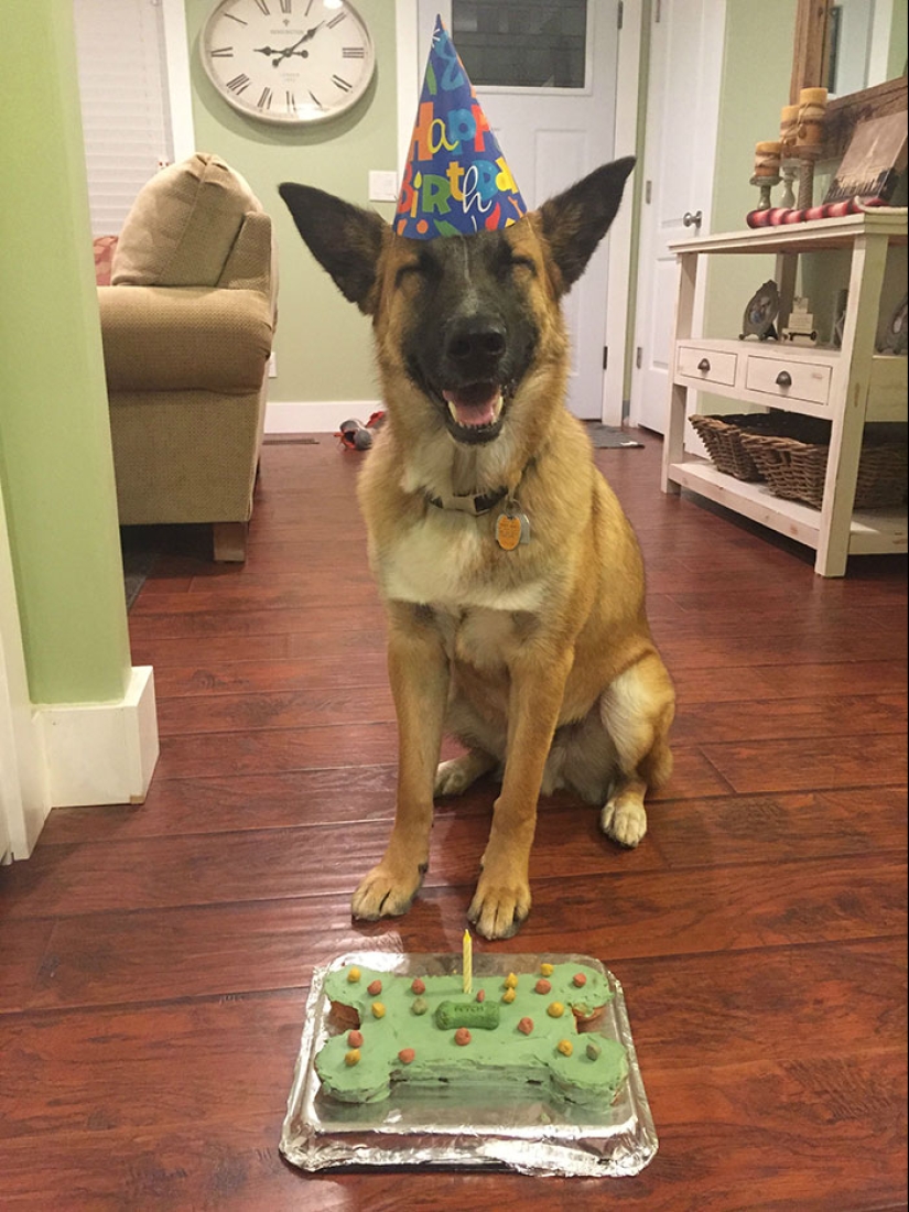 22 fotos lindas de perros en su cumpleaños que te divertirán 22 fotos lindas de perros en su cumpleaños que te divertirán
