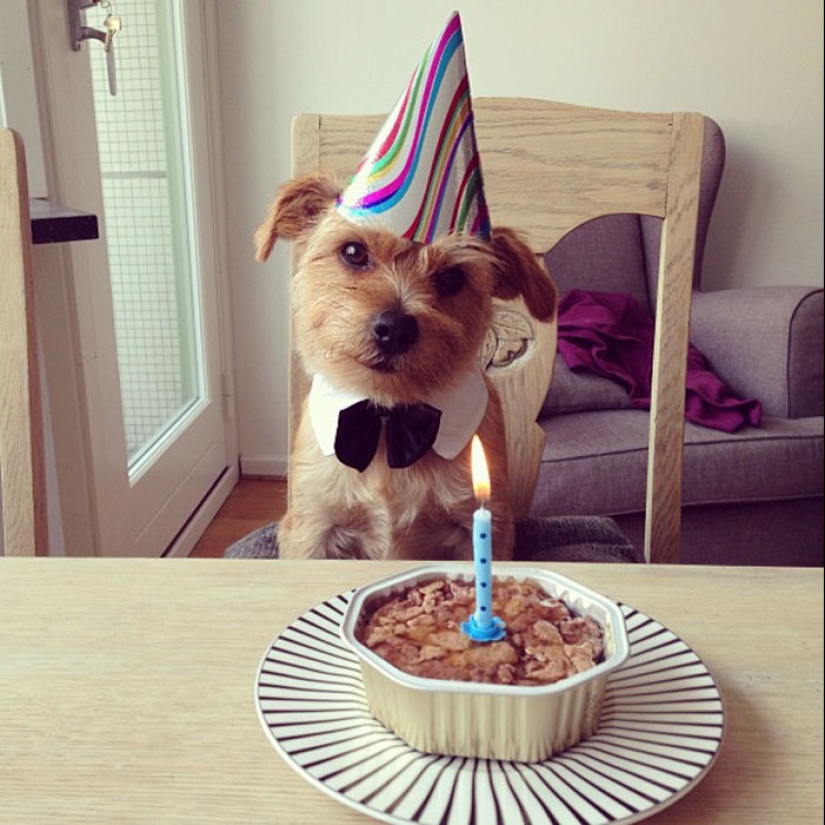 22 fotos lindas de perros en su cumpleaños que te divertirán 22 fotos lindas de perros en su cumpleaños que te divertirán