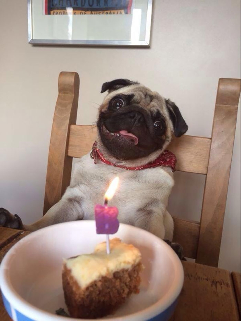 22 fotos lindas de perros en su cumpleaños que te divertirán 22 fotos lindas de perros en su cumpleaños que te divertirán