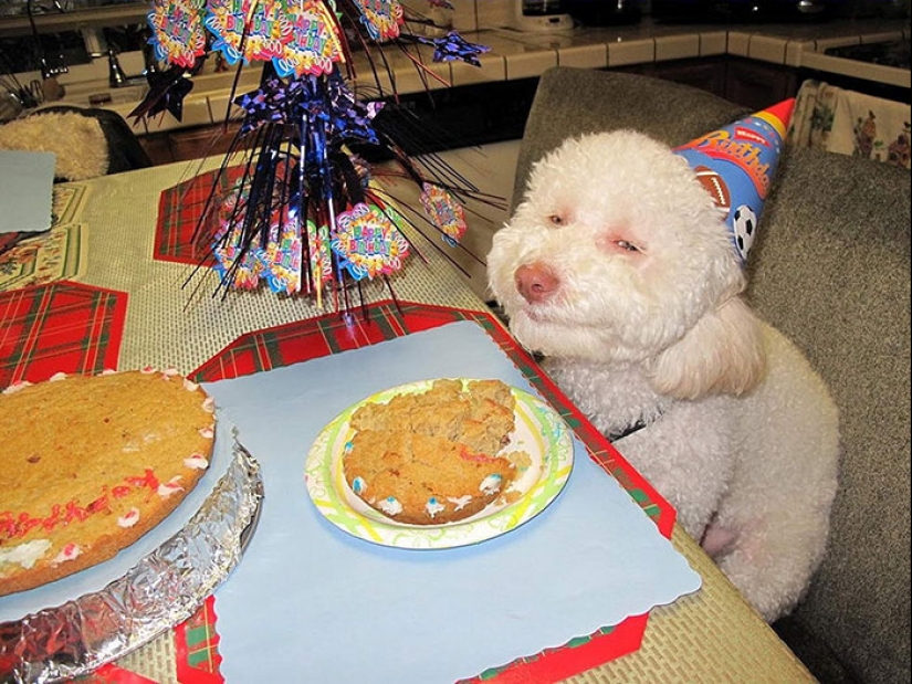 22 fotos lindas de perros en su cumpleaños que te divertirán 22 fotos lindas de perros en su cumpleaños que te divertirán