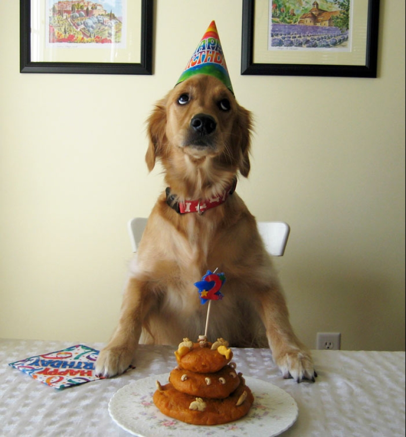 22 fotos lindas de perros en su cumpleaños que te divertirán 22 fotos lindas de perros en su cumpleaños que te divertirán