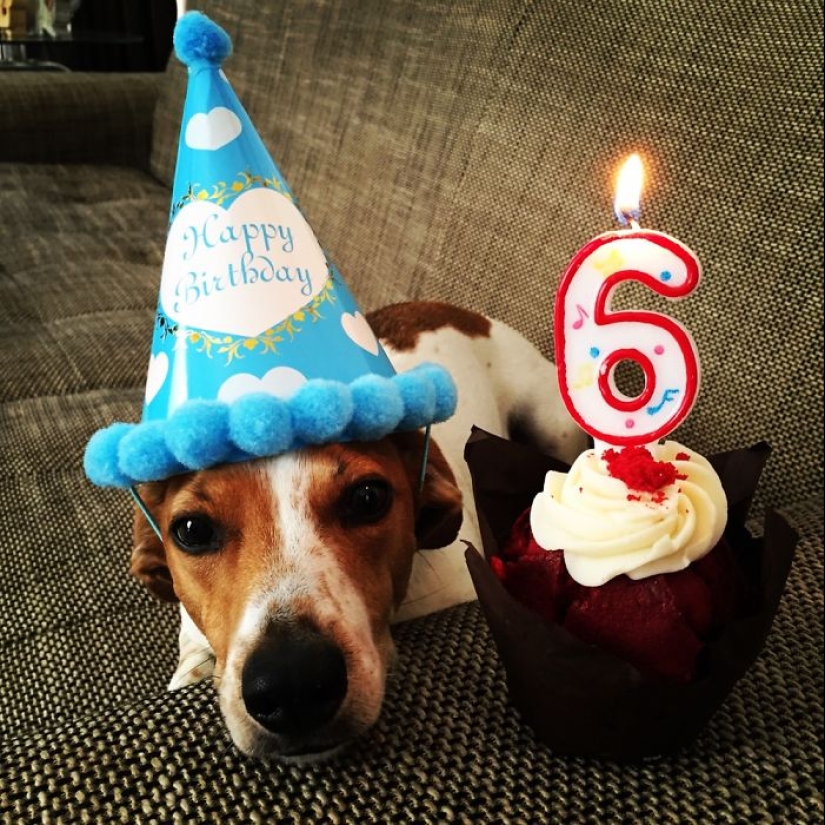 22 fotos lindas de perros en su cumpleaños que te divertirán 22 fotos lindas de perros en su cumpleaños que te divertirán