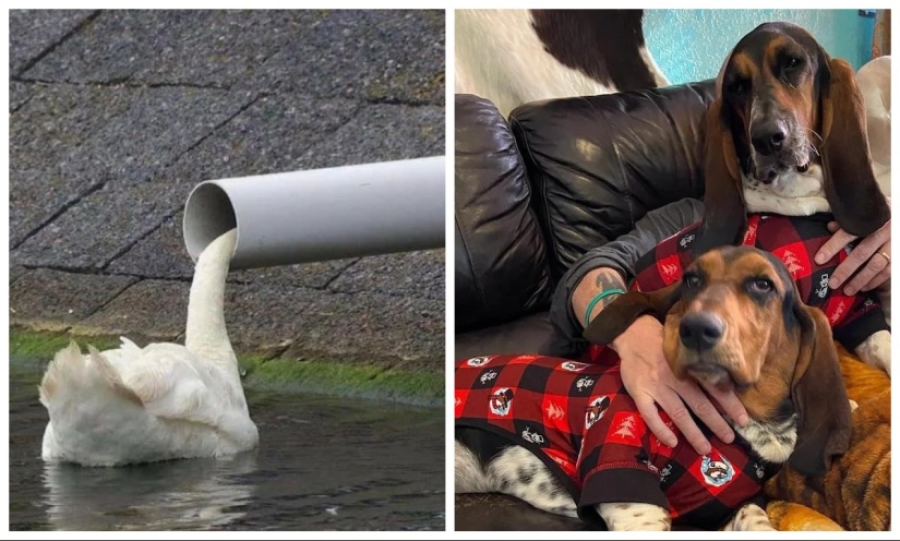 22 fotos que tendrás que mirar dos veces para entender lo que está sucediendo