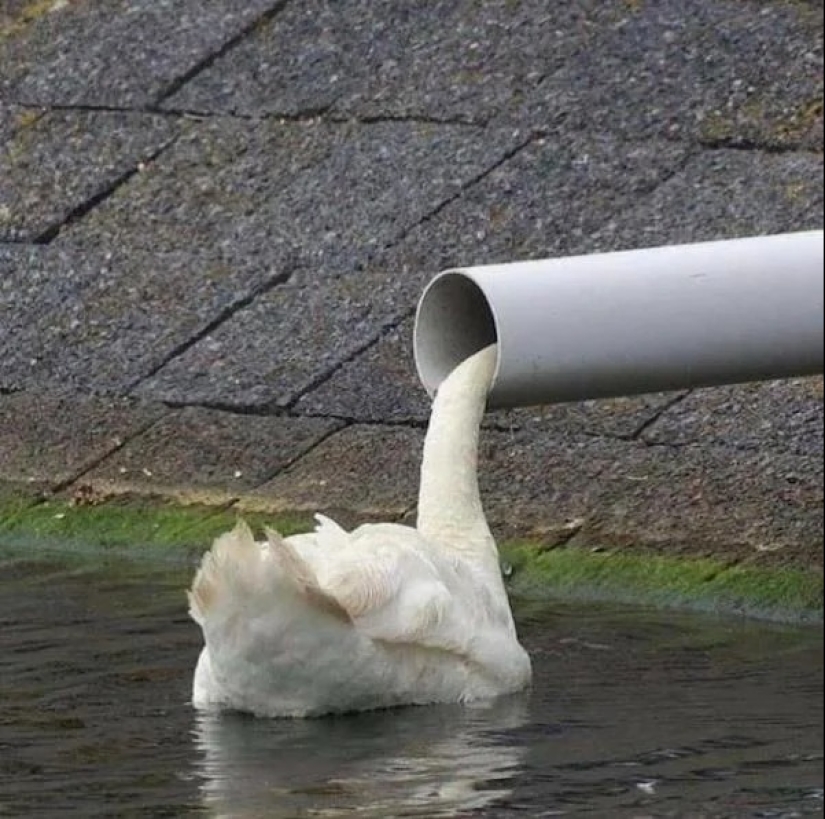 22 fotos que tendrás que mirar dos veces para entender lo que está sucediendo