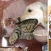 22 funny cat photos from the web that were turned into cartoon illustrations 22 funny cat photos from the web that were turned into cartoon illustrations