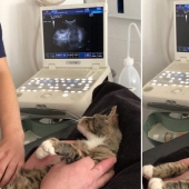 22 funny photos of cats who can't stand snow