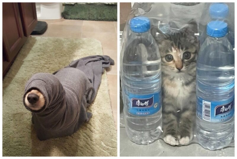 22 funny photos of pets who thought they were hiding 22 funny photos of pets who thought they were hiding