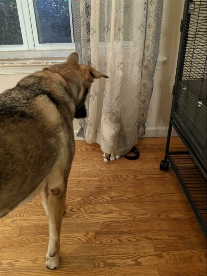 22 funny photos of pets who thought they were hiding 22 funny photos of pets who thought they were hiding