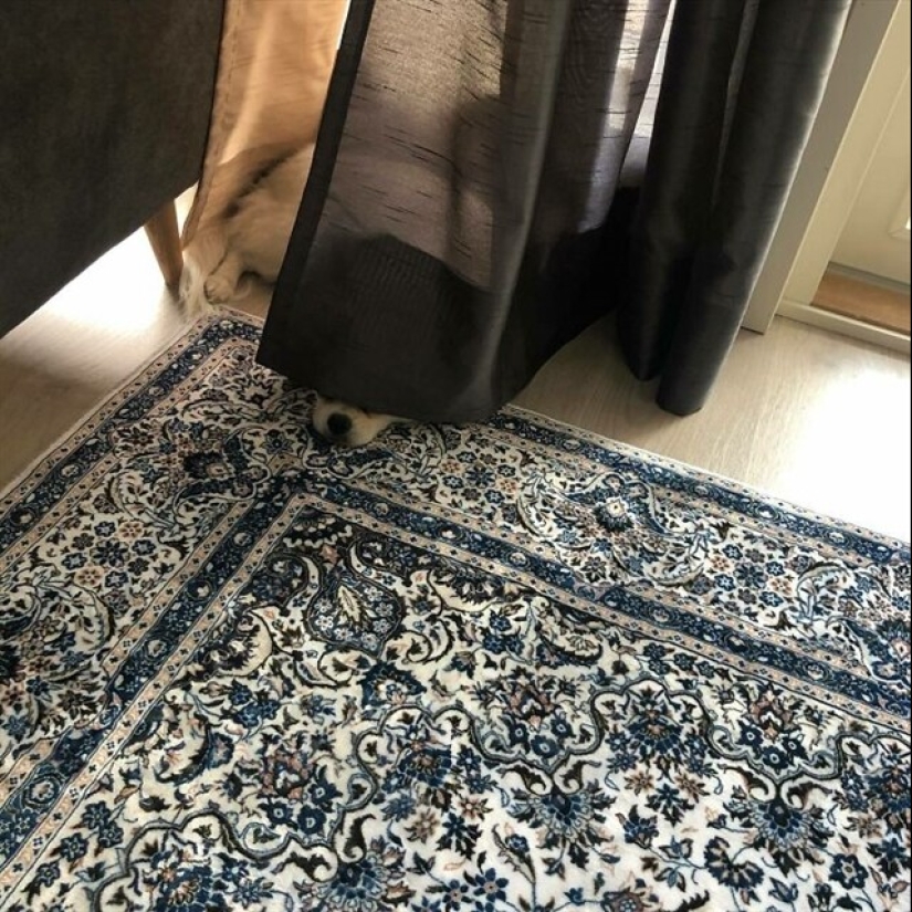22 funny photos of pets who thought they were hiding 22 funny photos of pets who thought they were hiding
