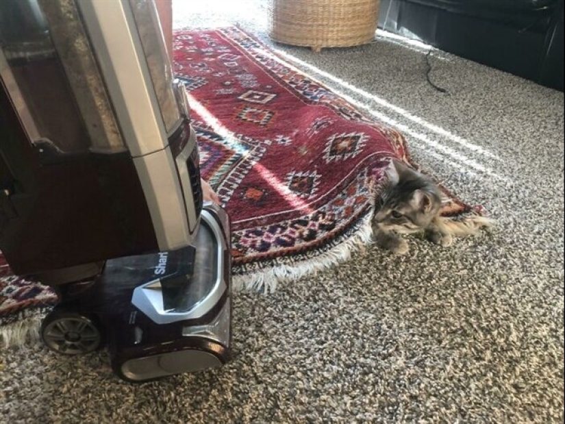 22 funny photos of pets who thought they were hiding 22 funny photos of pets who thought they were hiding