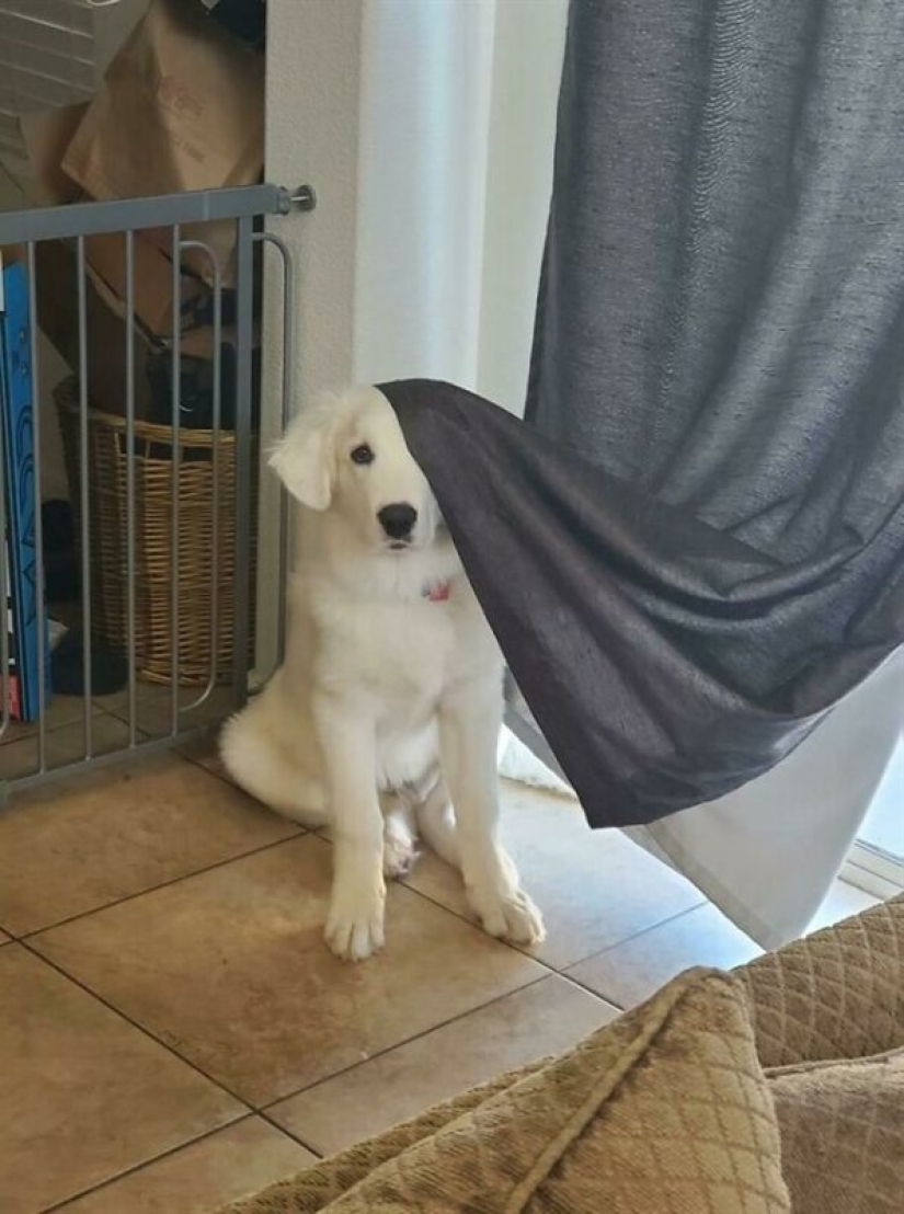 22 funny photos of pets who thought they were hiding 22 funny photos of pets who thought they were hiding