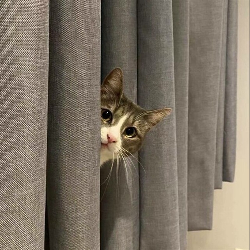 22 funny photos of pets who thought they were hiding 22 funny photos of pets who thought they were hiding