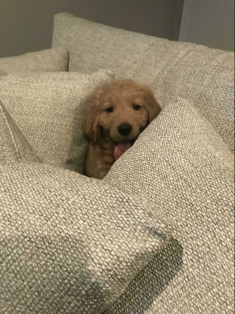 22 funny photos of pets who thought they were hiding 22 funny photos of pets who thought they were hiding