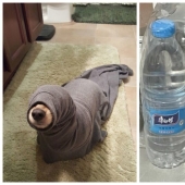 22 funny photos of pets who thought they were hiding