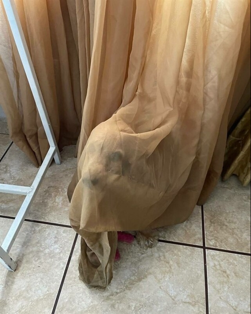 22 funny photos of pets who thought they were hiding 22 funny photos of pets who thought they were hiding