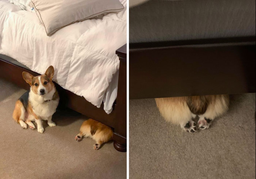 22 funny photos of pets who thought they were hiding 22 funny photos of pets who thought they were hiding