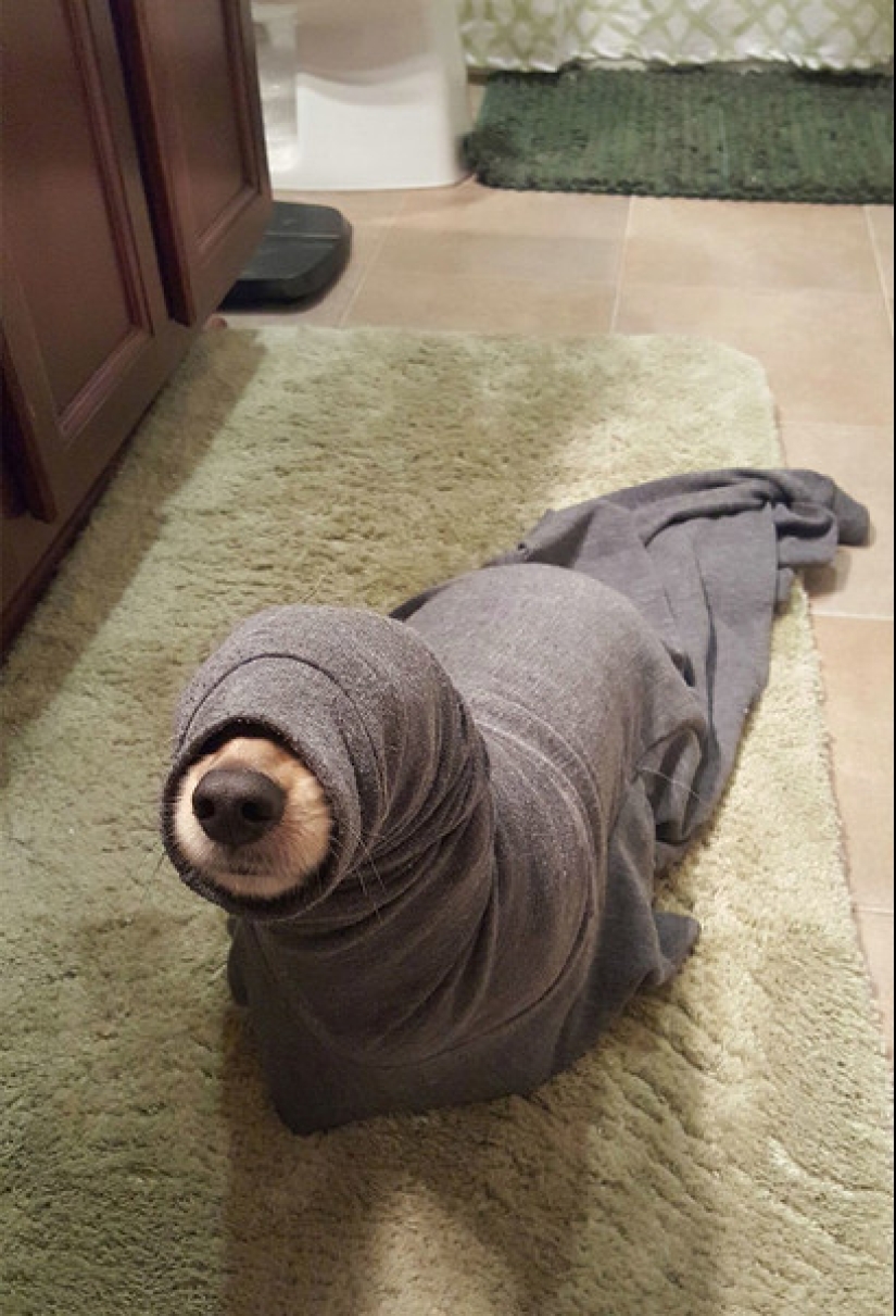 22 funny photos of pets who thought they were hiding 22 funny photos of pets who thought they were hiding