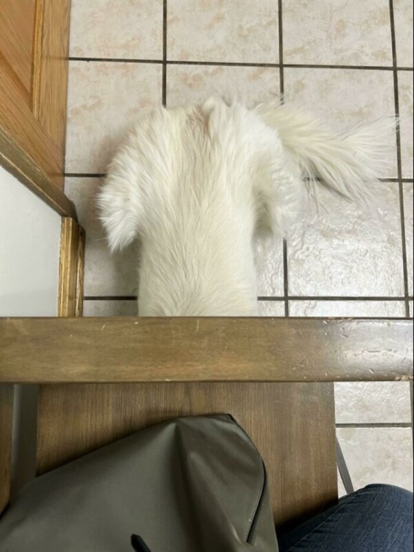 22 funny photos of pets who thought they were hiding 22 funny photos of pets who thought they were hiding