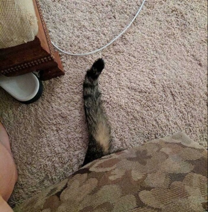 22 funny photos of pets who thought they were hiding 22 funny photos of pets who thought they were hiding