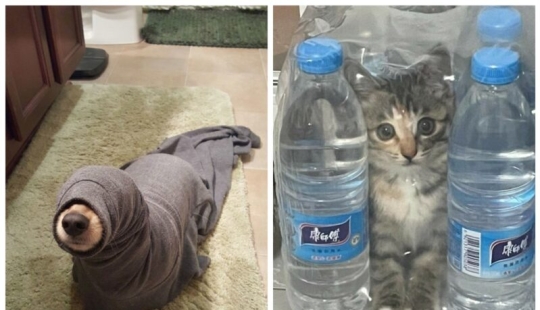 22 funny photos of pets who thought they were hiding