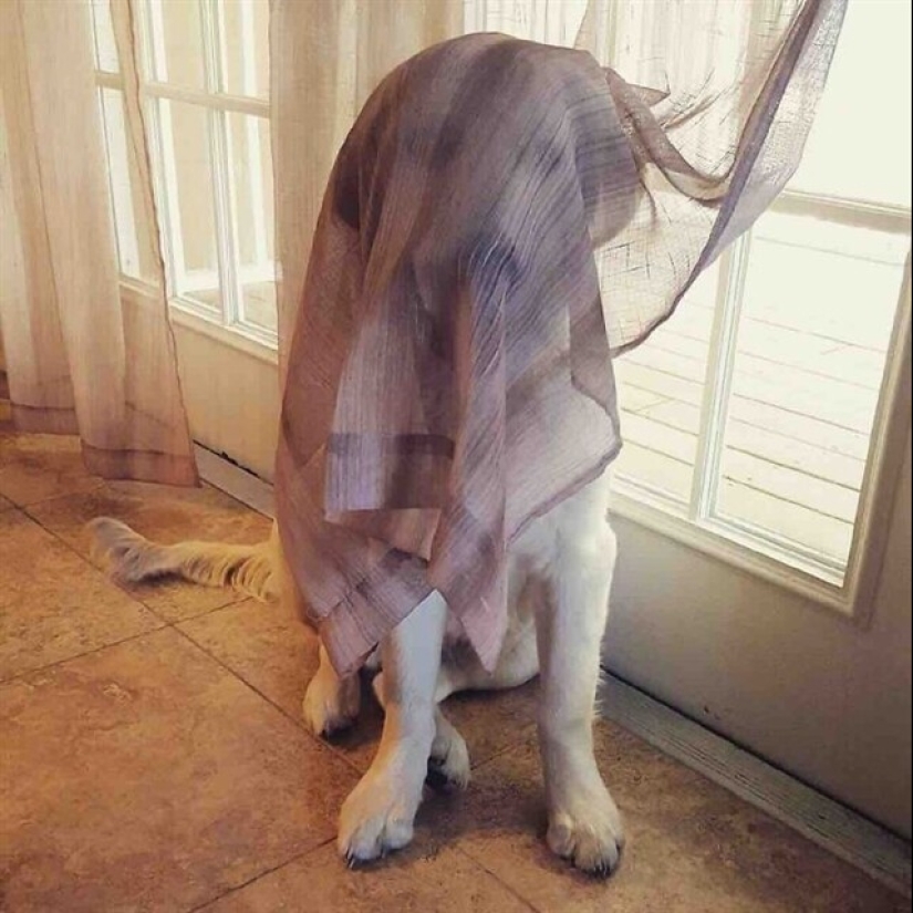 22 funny photos of pets who thought they were hiding 22 funny photos of pets who thought they were hiding