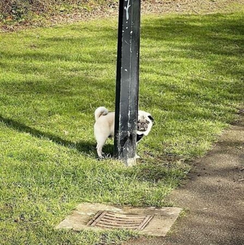 22 funny photos of pets who thought they were hiding 22 funny photos of pets who thought they were hiding
