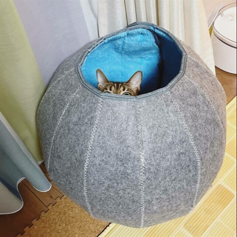 22 funny photos of pets who thought they were hiding 22 funny photos of pets who thought they were hiding