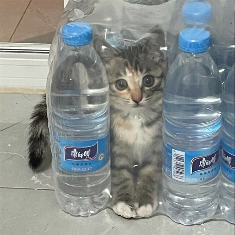 22 funny photos of pets who thought they were hiding 22 funny photos of pets who thought they were hiding