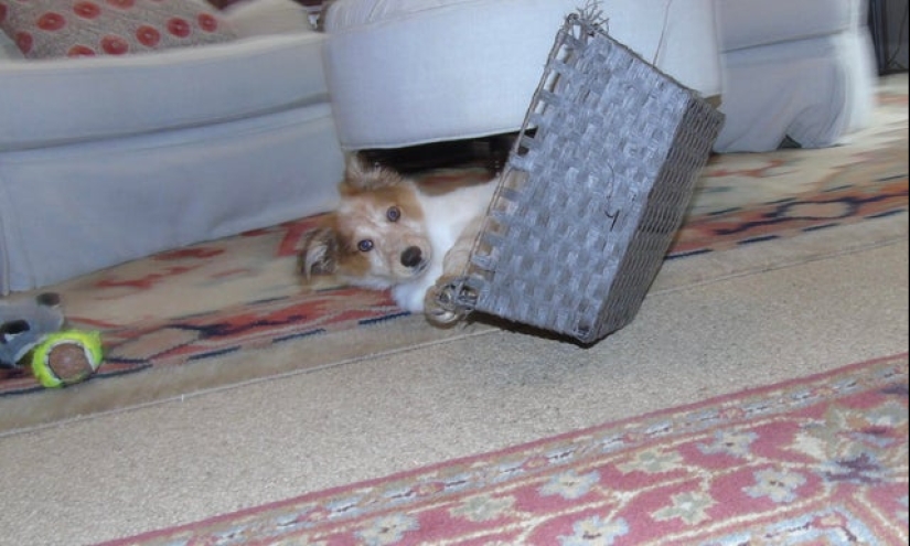 22 funny photos taken at the right moment 22 funny photos taken at the right moment