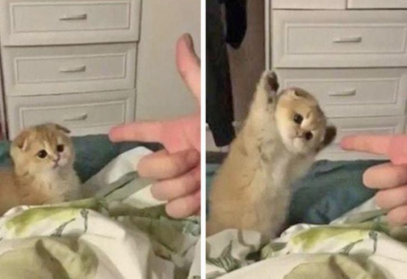 22 gatos en los que el instinto de caza de repente se despertó, pero se olvidaron de cómo hacerlo 22 gatos en los que el instinto de caza de repente se despertó, pero se olvidaron de cómo hacerlo