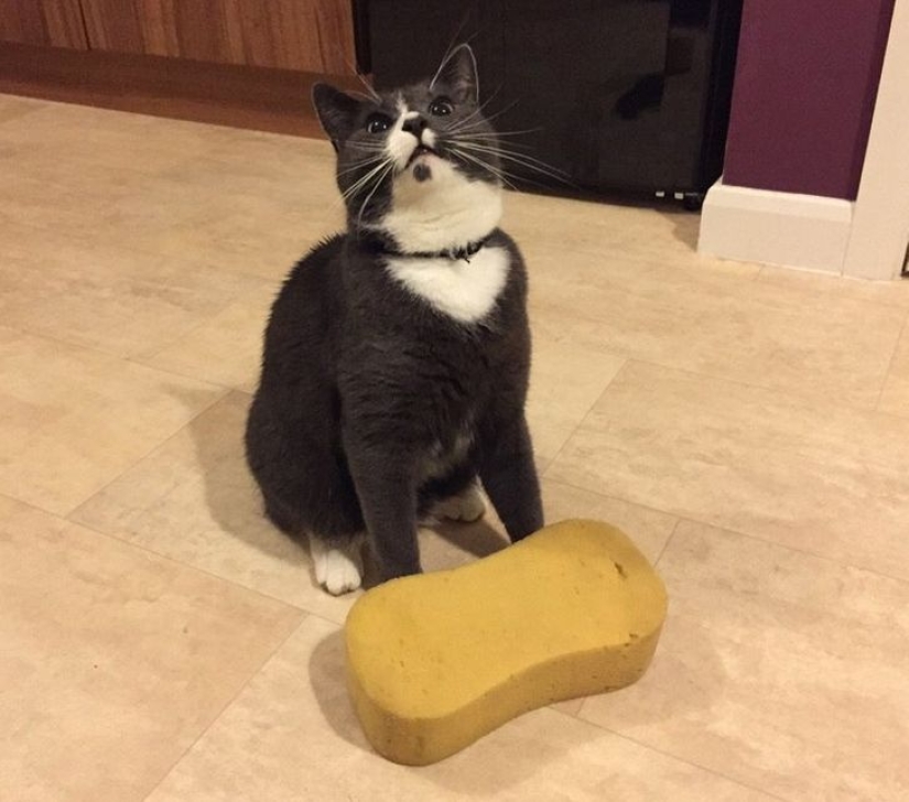 22 gatos en los que el instinto de caza de repente se despertó, pero se olvidaron de cómo hacerlo 22 gatos en los que el instinto de caza de repente se despertó, pero se olvidaron de cómo hacerlo