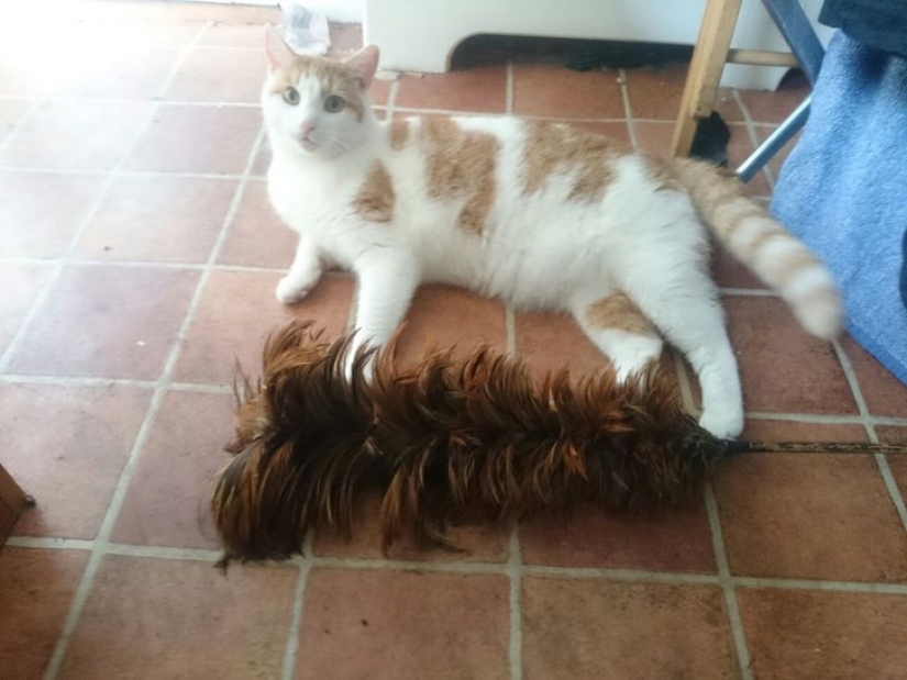 22 gatos en los que el instinto de caza de repente se despertó, pero se olvidaron de cómo hacerlo 22 gatos en los que el instinto de caza de repente se despertó, pero se olvidaron de cómo hacerlo