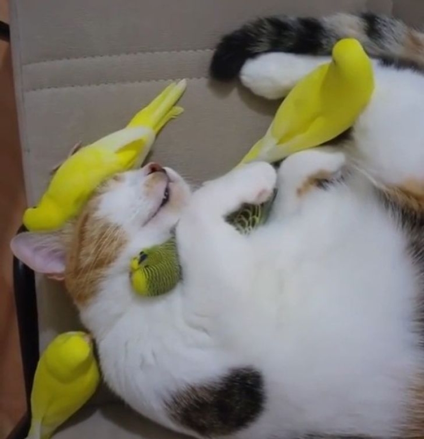 22 gatos en los que el instinto de caza de repente se despertó, pero se olvidaron de cómo hacerlo 22 gatos en los que el instinto de caza de repente se despertó, pero se olvidaron de cómo hacerlo