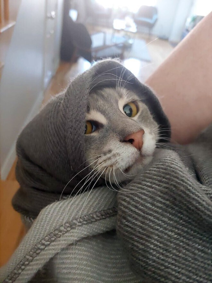 22 gatos lindos en pañuelos de cabeza