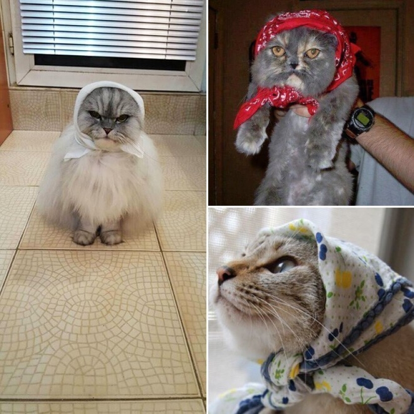 22 gatos lindos en pañuelos de cabeza