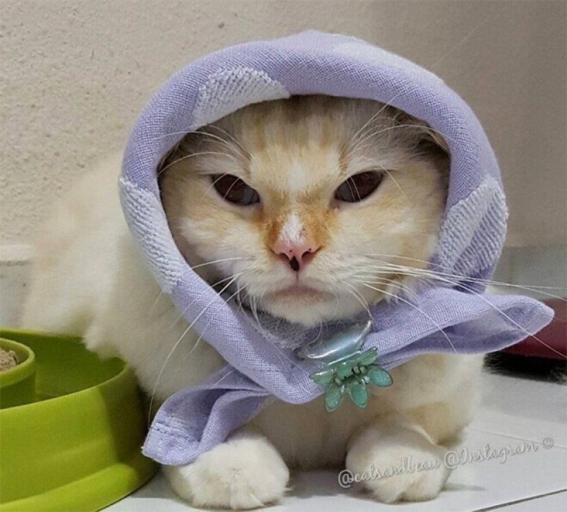 22 gatos lindos en pañuelos de cabeza