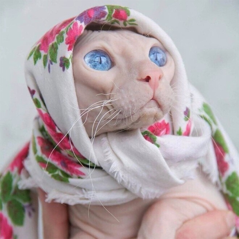 22 gatos lindos en pañuelos de cabeza