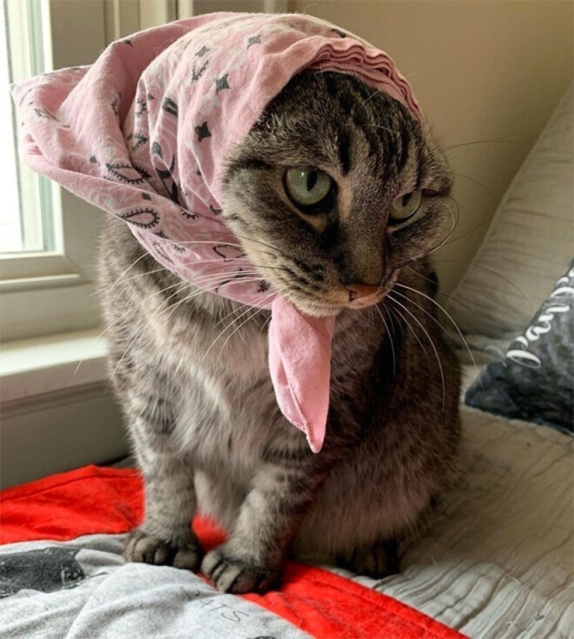 22 gatos lindos en pañuelos de cabeza